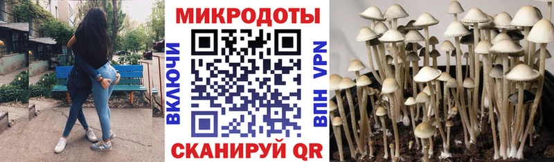 Купить закладки  Карасук  Галлюциногенные грибы Cubensis 